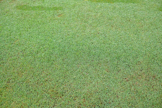Beautiful golf course landscape featuring lush green fairway outdoor setting represents golf recreation  leisure nature and premium golf club facilities.