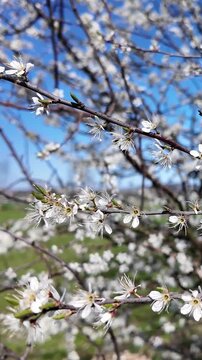 Delicate white flowers on a blackthorn tree branch swaying in the wind against a clear blue sky