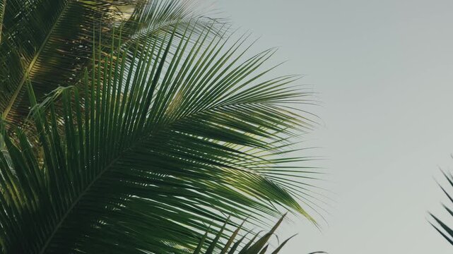 Lush palm sway in a gentle breeze against a clear sky, captured in Lake Peten Itza&rsquo;s serene setting. Soft, diffused daylight highlights tropical foliage in sharp detail.