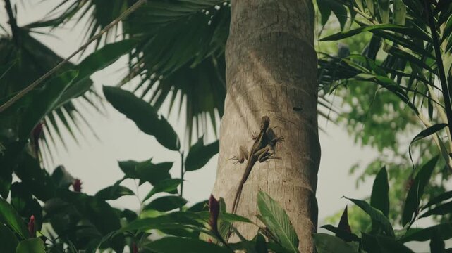 A Brown Basilisk lizard climbs a sunlit palm tree in the lush Lake Peten Itza forest, surrounded by dense green foliage. Natural daylight, steady medium shot.