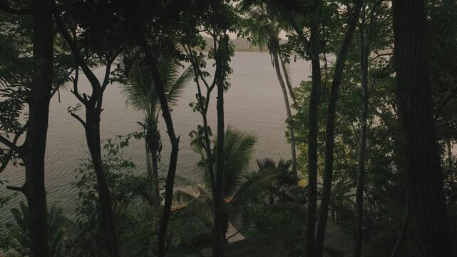 Wide shot of dense tropical forest on the shores of Lake Peten Itza, sunlight filtering through leaves, calm water visible between tree trunks, peaceful natural landscape.