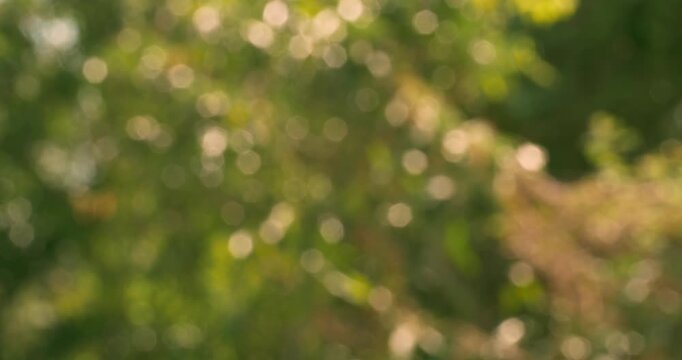 Softly blurred green leaves with dappled light create a tranquil nature backdrop.