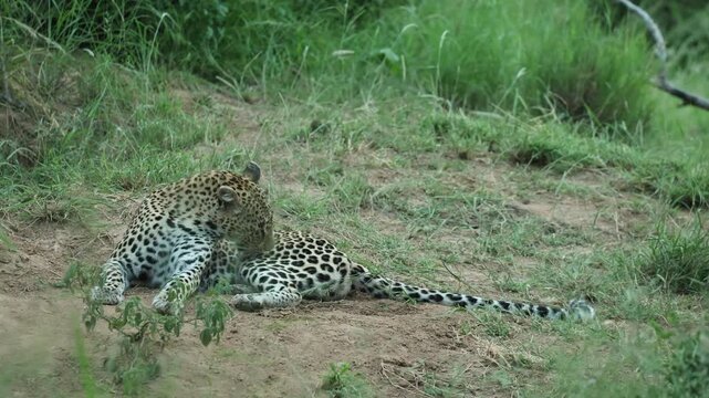 A Leopard lying down in the green landscape, licking its paw on a cloudy day in Timbavati Nature Reserve, South Africa.