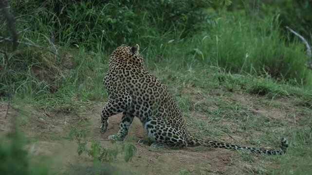 A Leopard sits in the green landscape, licking its paw on a cloudy day in Timbavati Nature Reserve, South Africa.