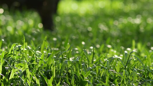 sunlit fresh green grass lawn with backlit blades and sparkling bokeh dew highlights, vibrant natural background texture in soft morning light