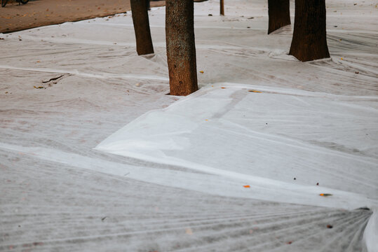 Several tree trunks pass through white fabric spread over the ground in an outdoor area. The covering forms folds and seams around the trunks, with sand and scattered leaves visible nearby