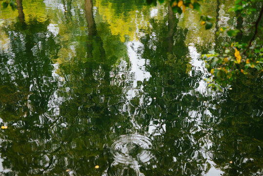 Reflections of trees and green foliage cover a pond, while raindrops create circular ripples near the center. Branches with leaves extend into view along the upper edge