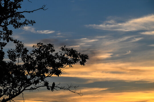 arbre coucher de soleil nature environnement