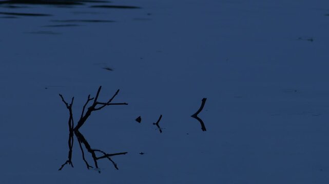 Dragonfly flying low over calm dark blue lake water at dusk, silhouette of bare tree branches and twigs sticking out of the surface with soft reflections
