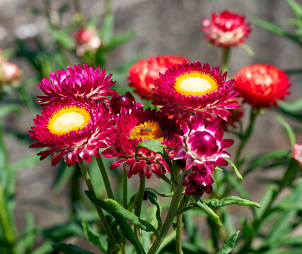 Xerochrysum helichrysum | Everlasting flowers or strawflowers, flower heads on peduncles with a central disc of yellow florets surrounded by papery, purplish-red bracts on lanceolate green foliage
