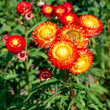 (Xerochrysum bracteatum) Clump of Strawflowers with yellow and reddish bracts around central discs with bright yellow florets at the top of a sturdy stem with narrow, lanceolate green leaves