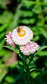  (Xerochrysum bracteatum) Magnificent everlasting flowers with white bracts tinged with pale pink around a center of yellow, nectar-bearing florets attracting a pollinator (Eristalis tenax)