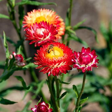 Eristal tenax foraging for nectar in the heart of the floral receptacle of an everlasting flower with reddish-purple bracts and yellow florets (Xerochrysum helichrysum)