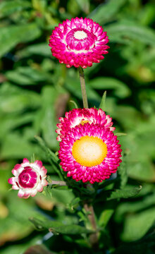 Immortelle flowers (Xerochrysum bracteatum) with central discs bearing whitish florets surrounded by radiating dark pink bracts on tall stems adorned with narrow, lanceolate green leaves