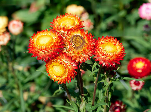 Xerochrysum bracteatum - Strawflowers - Inflorescence with flower heads on a floral receptacle composed of a central disc with yellow florets surrounded by bright yellow bracts streaked with red