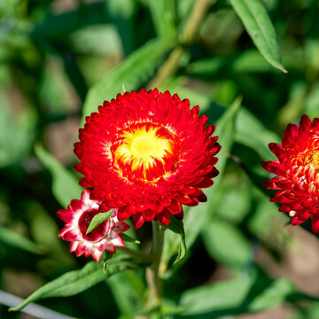 Spectacular Everlasting flower or immortelle (Xerochrysum bracteatum) capitulum with radiating bright red bracts surrounding a central disc of golden yellow florets
