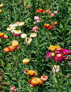 (Xerochrysum bracteatum) Numerous flower heads of golden everlasting sor strawflowers at the top of long, sturdy stems with bracts of splendid mixed colours contrasting with green narrow foliage