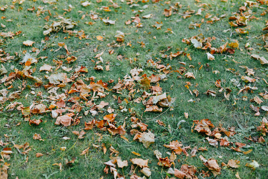 Brown and orange fallen leaves lie scattered across green grass in an outdoor lawn setting. The ground-level view shows leaves spread unevenly across the frame during autumn