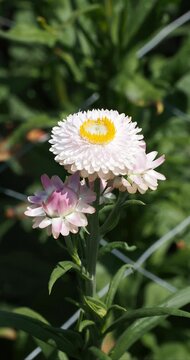Helichrysum bracteatum | Everlasting flowers with bracts, colored pearly white tinged with pale pink at the top of a rough stem adorned with narrow, lanceolate, olive-green, slightly hairy leaves