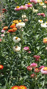 Helichrysum bracteatum | Everlasting flower - Immortelle - Bracted everlasting - Yellow paper daisy. Pretty flowers with colored bracts, petal-like around florets in central disc on long stems