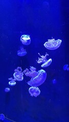 A jellyfishes in an aquarium (mobile photography) © PumpedVisuals