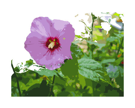 Hibiscus 