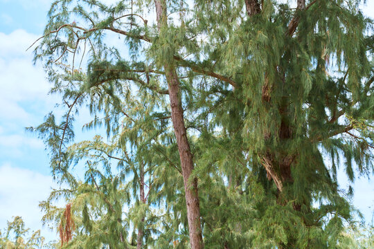 Pine trees with green needles and textured trunks under blue sky