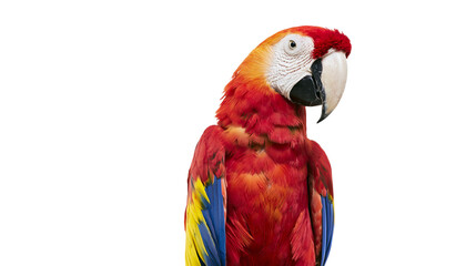 Vibrant scarlet macaw parrot with red yellow and blue feathers © Anouk