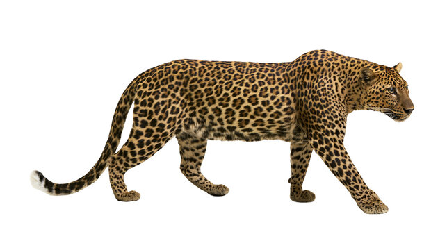 Full body side view of a walking leopard with spotted fur pattern
