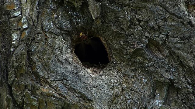 Macro close up of a European hornet flying away from a tree hollow nest entrance while another wasp stays behind guarding alone, wild insect taking off outdoors in a summer forest