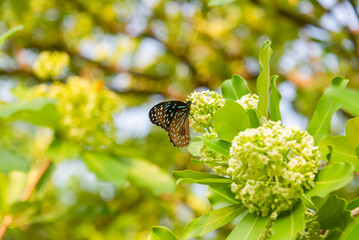 A brown and orange butterfly perches on creamy white Alstonia scholaris flowers, surrounded by glossy green leaves and sunlit blossom clusters in a park in Vietnam. © LHPhoto