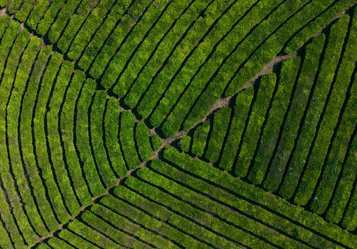 Aerial view of Wayang Windu Panenjoan tea plantations with rolling green hills, winding paths, and misty atmosphere in Pangalengan, West Java, Indonesia.