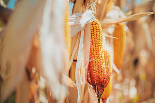 Ripe corn cob hanging upside down from a dry stalk among dense, mature stalks in an autumn cornfield.