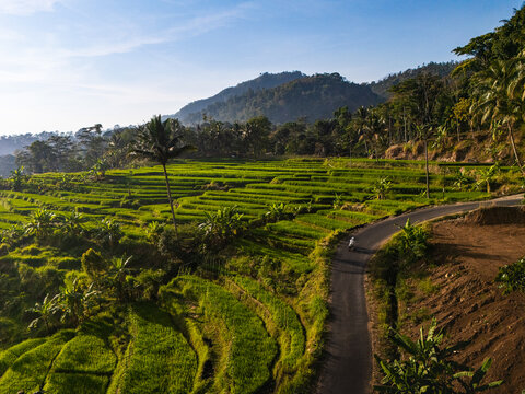 Aerial view of Sepakung rice terraces with a winding road and lush tropical trees in Banyubiru, Central Java, Indonesia.