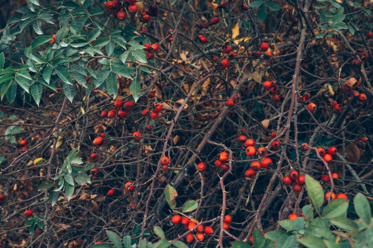 Orange-red rose hips ripening among green leaves on a shrub in natural outdoor light. Wild berries, seasonal flora, plant diversity and rustic nature background.