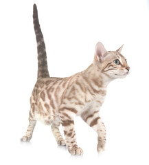 bengal cat in studio © cynoclub