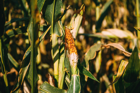 Close-up of an underdeveloped corn ear on a drought-stressed maize plant in an arid agricultural field. Poor kernel development caused by water scarcity, extreme heat and summer drought.