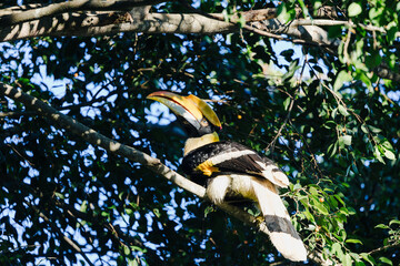 Great hornbill perched on a forest branch amid dense green foliage, its yellow casque and bill catching light through the canopy. © akarawit