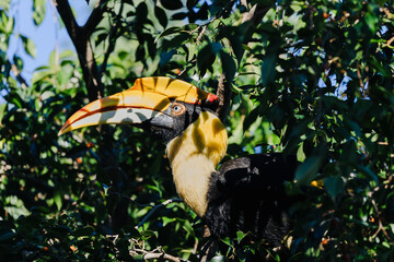 Hornbill with a bright yellow casque perched amid dense tropical foliage, a rainforest canopy scene with dappled sunlight accenting its beak and plumage. © akarawit
