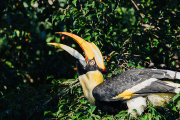 Great hornbill with vivid yellow casque tosses a berry while perched amid dense jungle foliage, showcasing tropical wildlife behavior in natural forest habitat. © akarawit