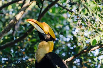 Great hornbill with large yellow casque perched on a branch amid forest foliage, side profile in natural habitat with dappled light and soft bokeh background. © akarawit