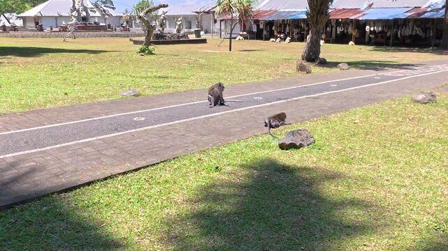 macaques sur une route  &agrave; Puputan, Denpasar, Bali (Indon&eacute;sie).