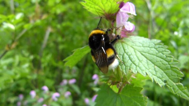 Macro close up of a thick hairy wild bee holding tightly to a blooming flower swaying in a strong wind, chubby fuzzy honeybee stationary on a waving plant blossom in forest wilderness