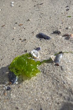 Bright green thallus of the seaweed Ulva on the shore