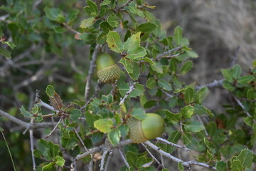 Green oak acorns growing on leafy oak tree branches in sunlight © Paraskevi