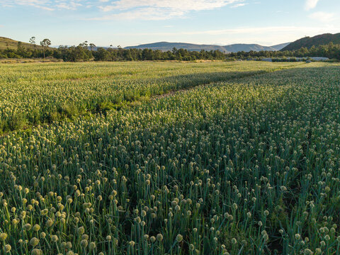 Aerial view of union seed farming lands with rows of flowering crops, green fields, and distant hills under a clear sky in Hoeko, Western Cape, South Africa.