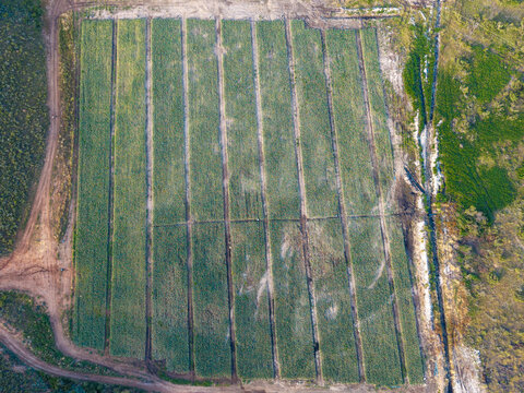 Aerial view of union seed farming lands with long parallel rows of crops and dirt access paths, Hoeko, Western Cape, South Africa.