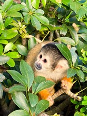 Cute wild squirrel monkey © smile