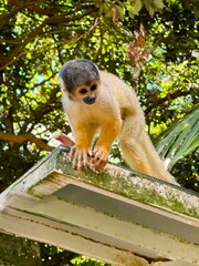 Cute wild squirrel monkey © smile