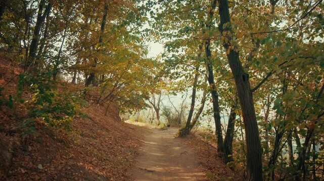 Smooth cinematic footage of a peaceful forest path sloping uphill, surrounded by green trees and autumn leaves. Sunlight filters through branches, creating dappled shadows for nature and travel